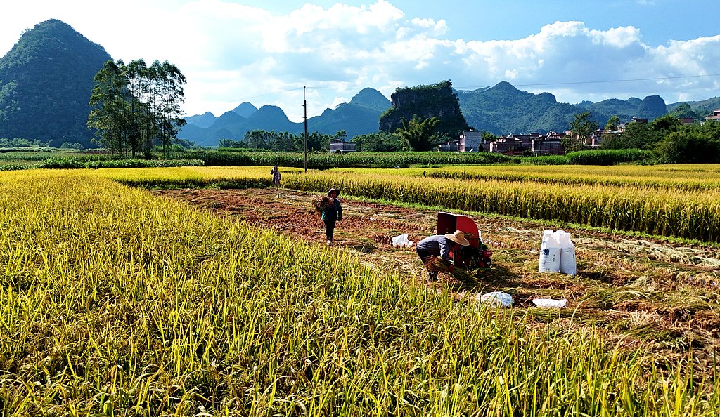 广西来宾：农民抢抓晴好天气抢收稻谷