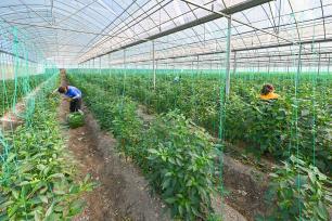 贵州黔东南：村民在大棚采摘青椒