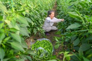 贵州黔东南：村民在大棚采摘青椒