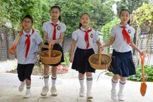 安徽合肥：小学生校园农场采摘山芋