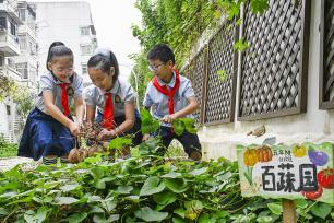 安徽合肥：小学生校园农场采摘山芋