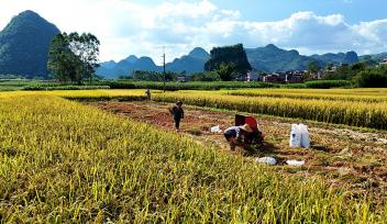 广西来宾：农民抢抓晴好天气抢收稻谷