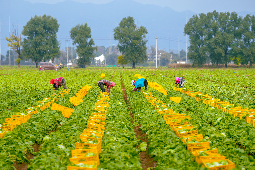 北京：金秋时节 生菜采收正当时