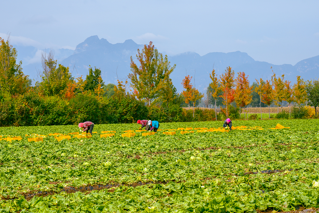 北京：金秋时节 生菜采收正当时