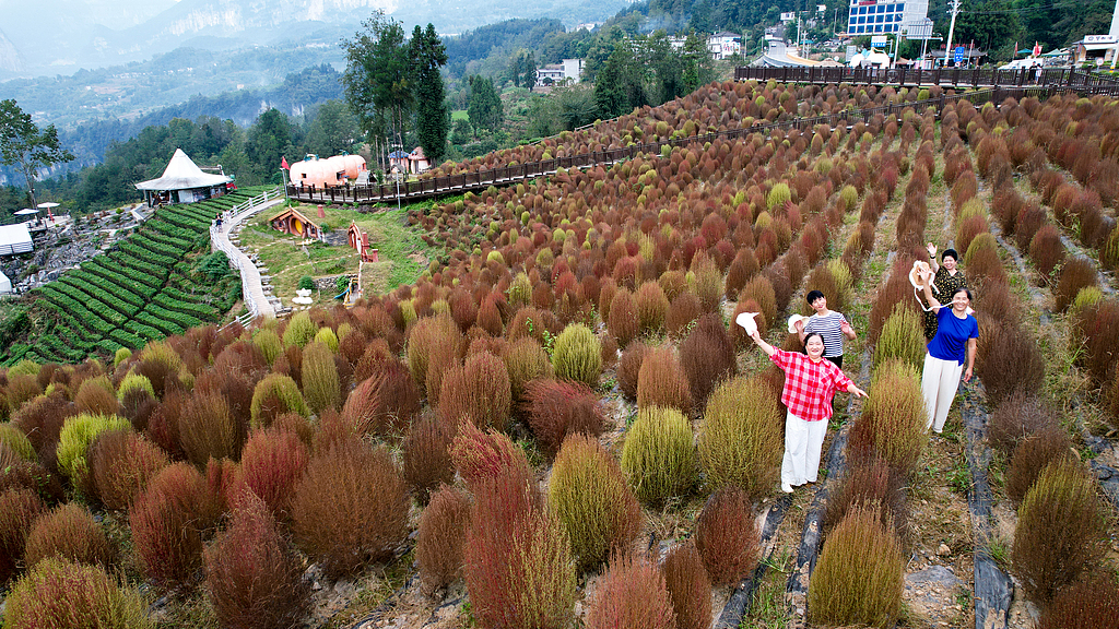 湖北恩施：地肤草披上“秋装”
