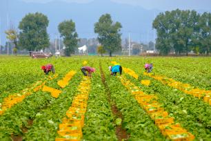 北京：金秋时节 生菜采收正当时