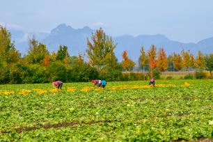 北京：金秋时节 生菜采收正当时