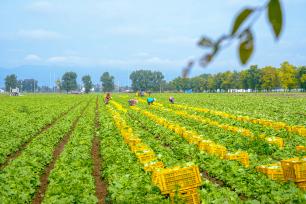 北京：金秋时节 生菜采收正当时