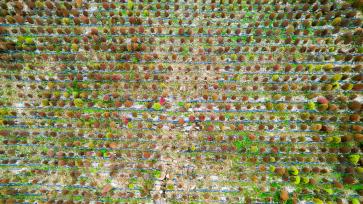 湖北恩施：地肤草披上“秋装”