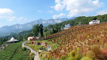 湖北恩施：地肤草披上“秋装”