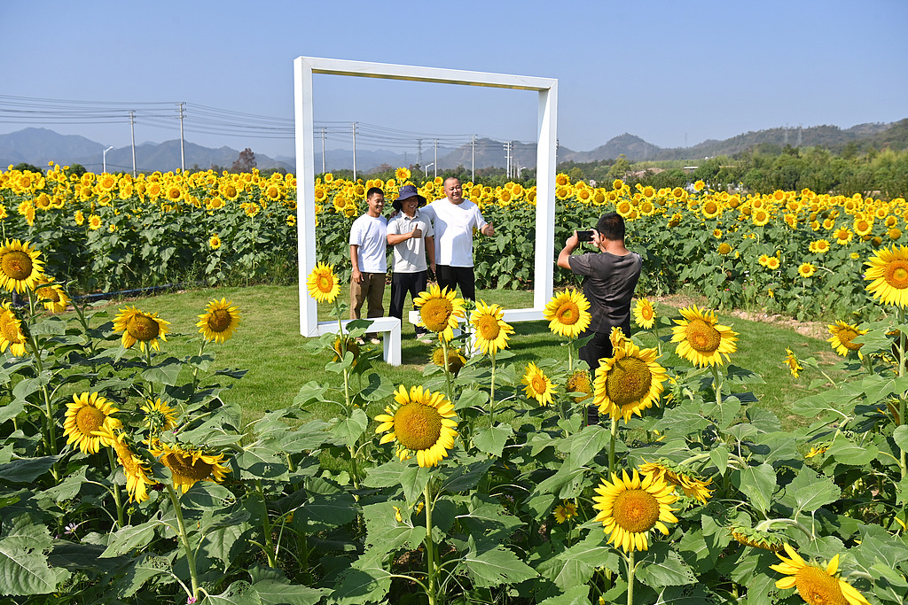 浙江东阳：向日葵“花海”秋日绽放迎客