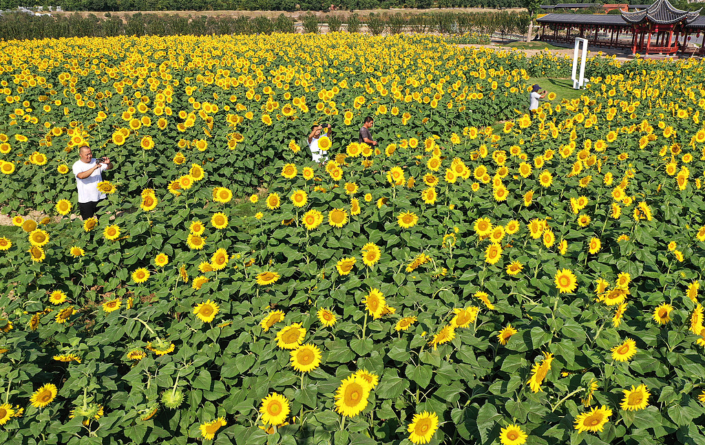 浙江东阳：向日葵“花海”秋日绽放迎客