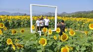 浙江东阳：向日葵“花海”秋日绽放迎客
