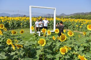 浙江东阳：向日葵“花海”秋日绽放迎客