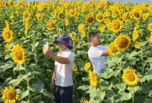 浙江东阳：向日葵“花海”秋日绽放迎客