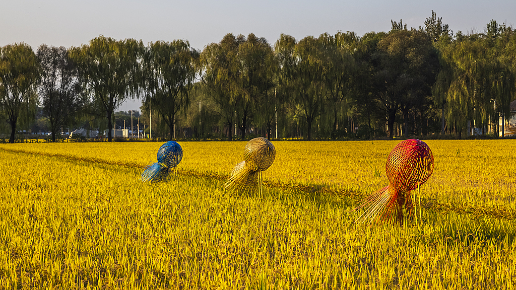 北京：京西御稻田一片金黄