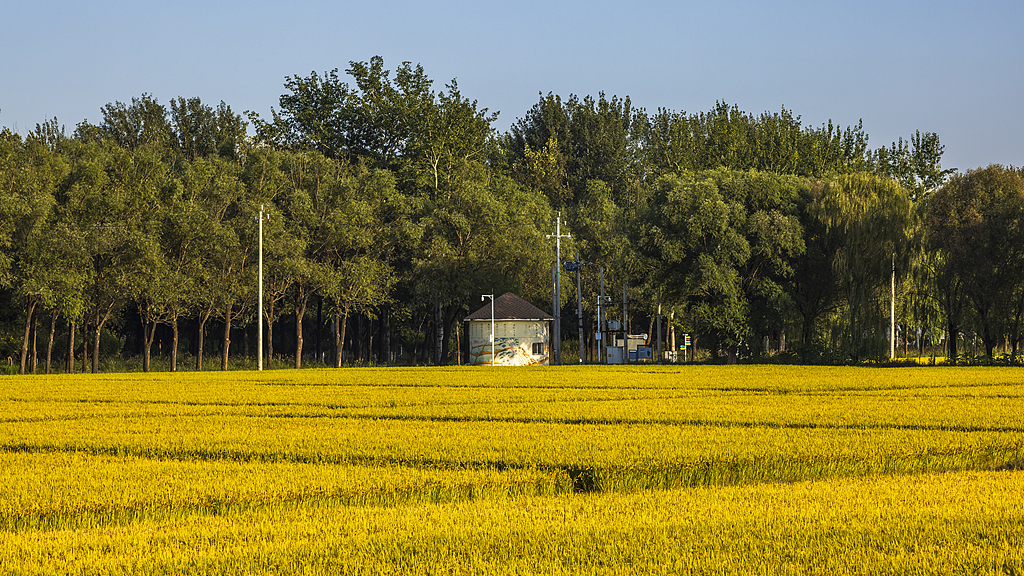 北京：京西御稻田一片金黄