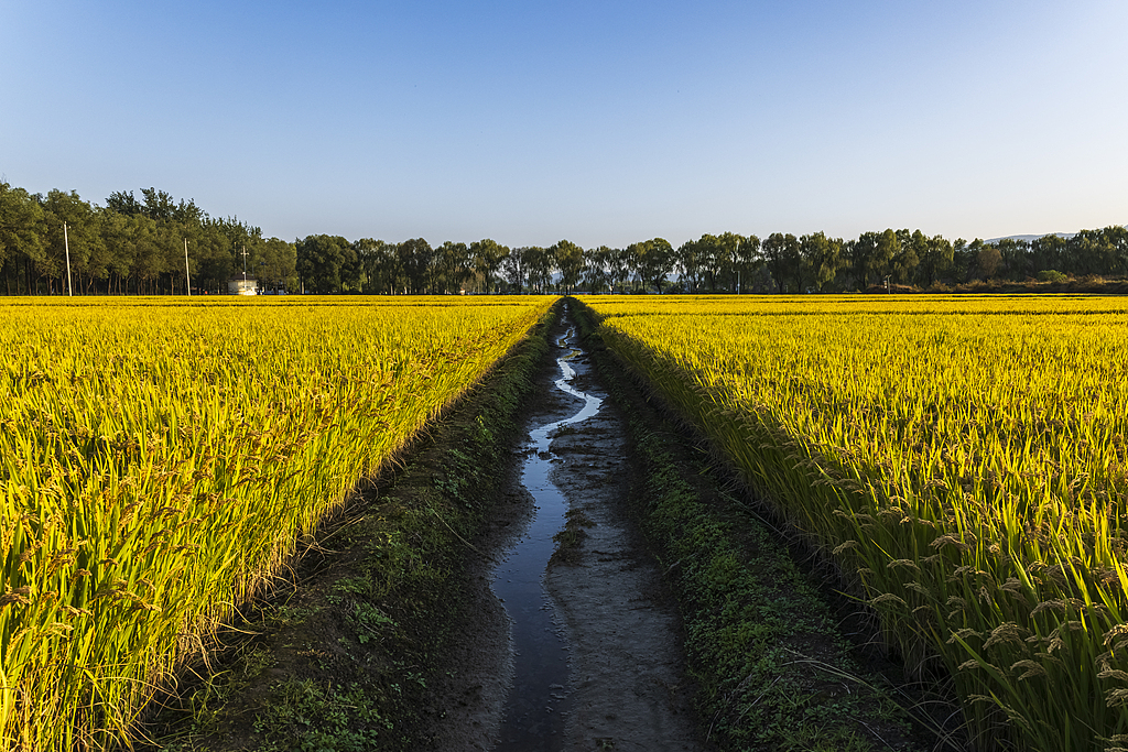 北京：京西御稻田一片金黄