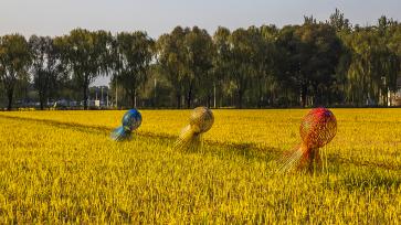 北京：京西御稻田一片金黄