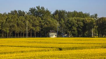 北京：京西御稻田一片金黄