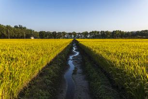北京：京西御稻田一片金黄