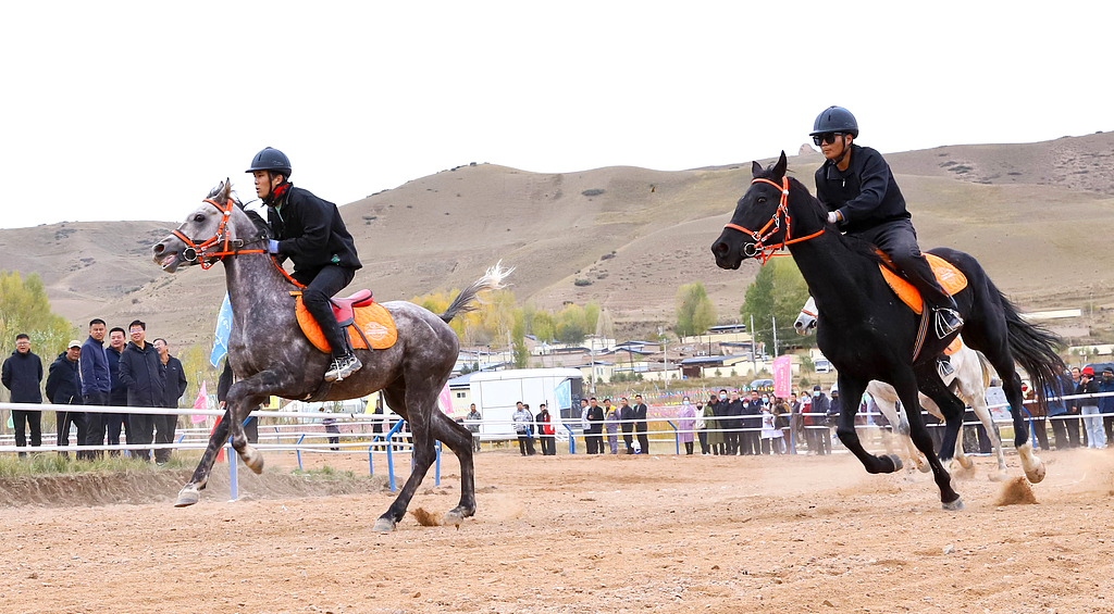 甘肃张掖：祁连山下骏马驰骋吸引游客