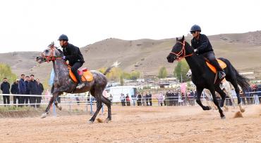甘肃张掖：祁连山下骏马驰骋吸引游客