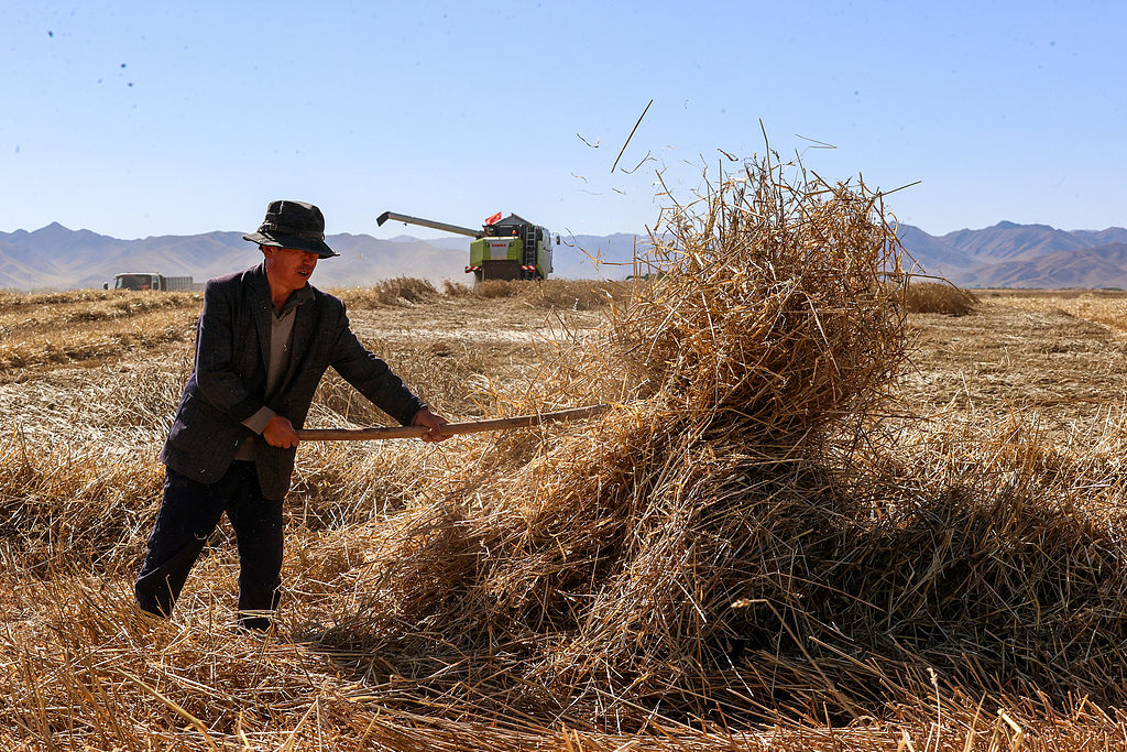 青海贵南：万亩小麦进入收割季