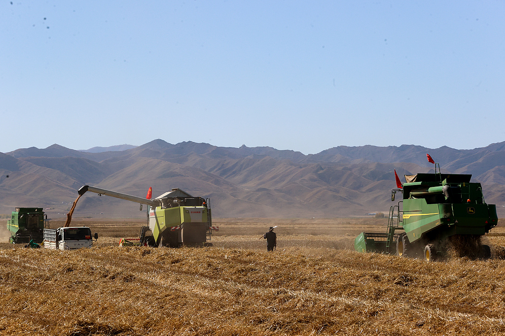 青海贵南：万亩小麦进入收割季