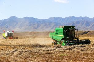 青海贵南：万亩小麦进入收割季