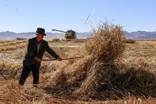 青海贵南：万亩小麦进入收割季