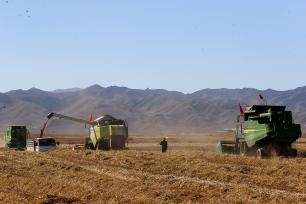 青海贵南：万亩小麦进入收割季