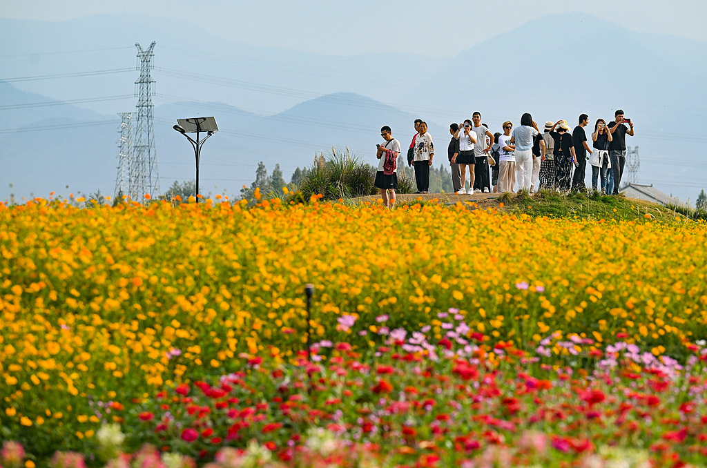 浙江杭州：铜鉴湖公园秋日花海引民众打卡