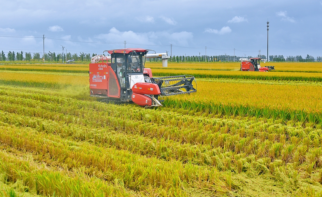 江苏南通：金秋水稻开镰收割