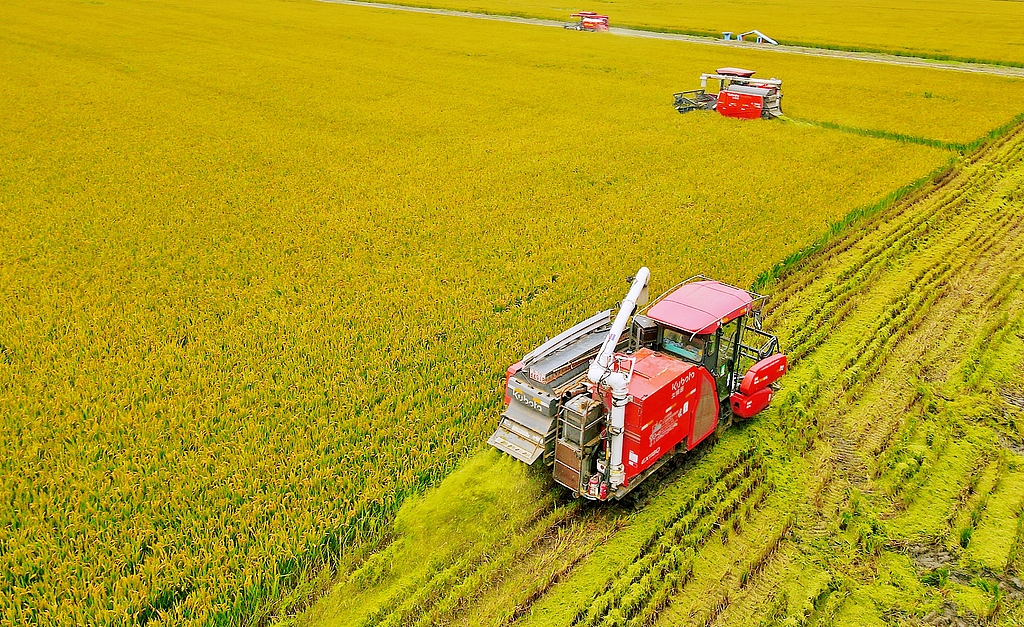 江苏南通：金秋水稻开镰收割