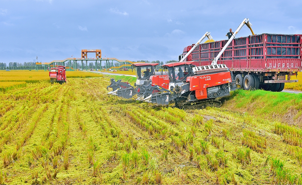 江苏南通：金秋水稻开镰收割