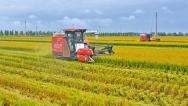 江苏南通：金秋水稻开镰收割