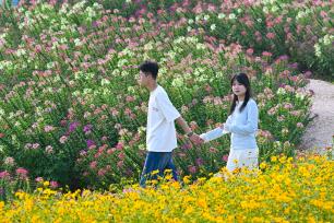 浙江杭州：铜鉴湖公园秋日花海引民众打卡