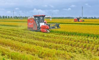 江苏南通：金秋水稻开镰收割