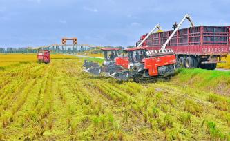 江苏南通：金秋水稻开镰收割