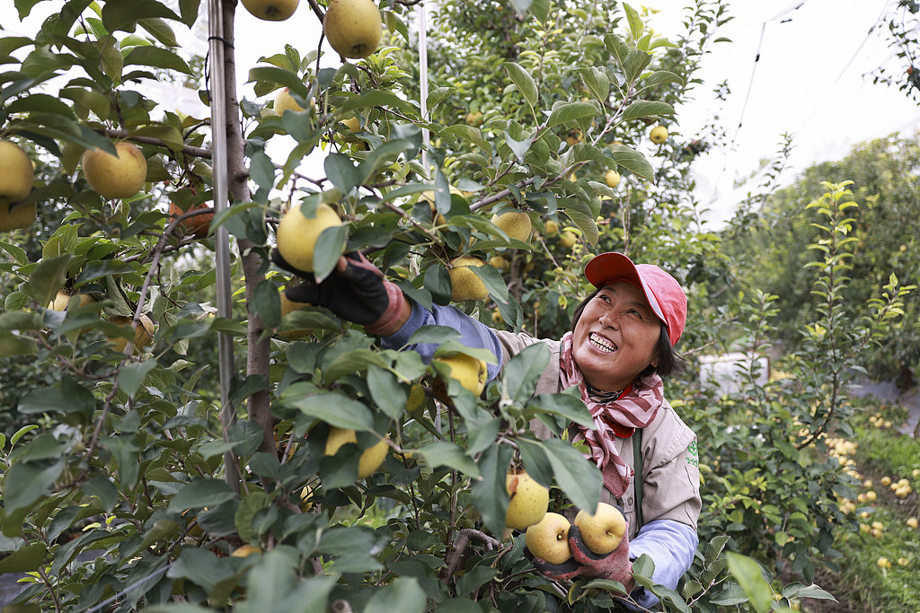 山东广饶：金秋苹果成熟 果农采摘供应市场