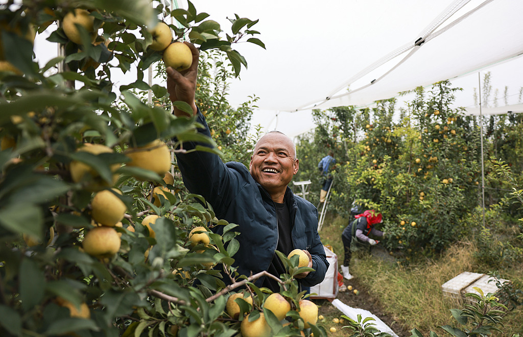 山东广饶：金秋苹果成熟 果农采摘供应市场