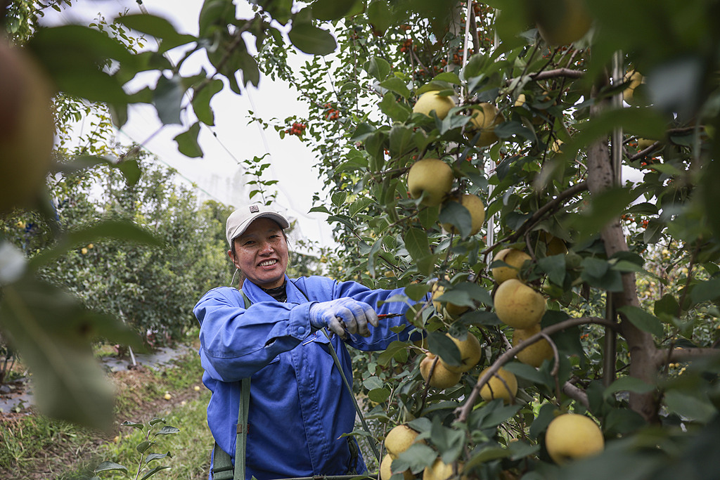 山东广饶：金秋苹果成熟 果农采摘供应市场