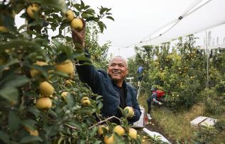 山东广饶：金秋苹果成熟 果农采摘供应市场
