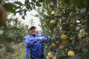 山东广饶：金秋苹果成熟 果农采摘供应市场