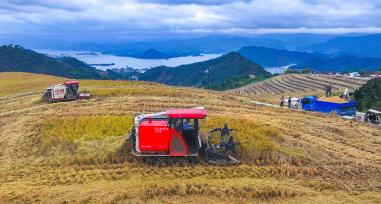 浙江杭州：高山梯田水稻迎丰收
