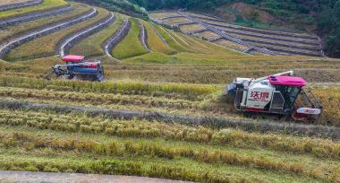 浙江杭州：高山梯田水稻迎丰收