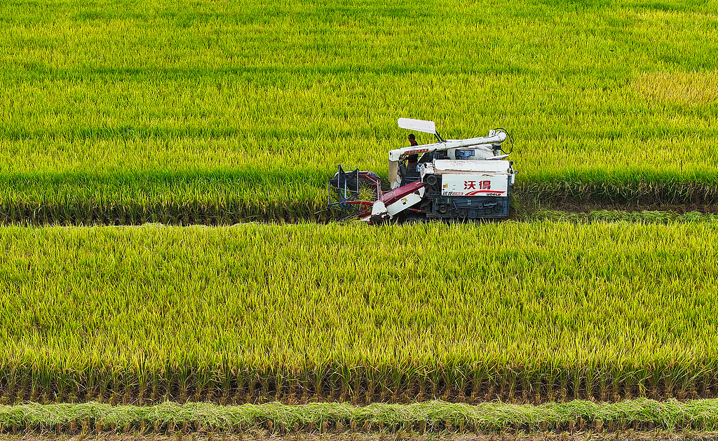 湖南永州：农民驾驶农机抢收水稻