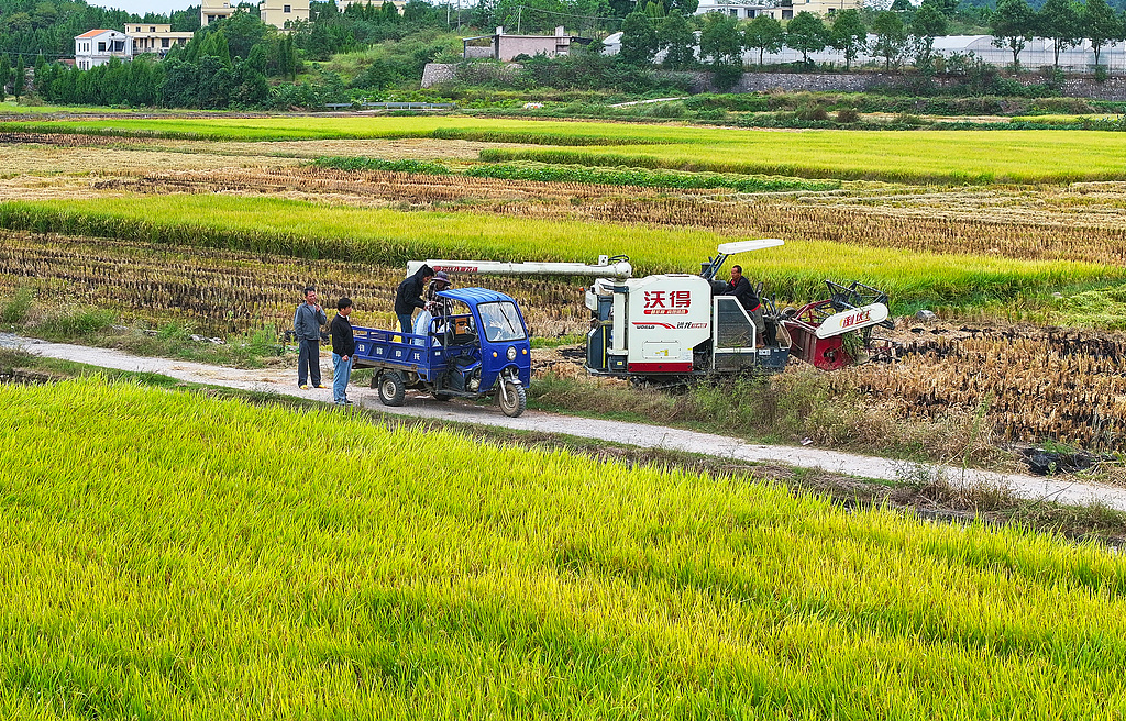 湖南永州：农民驾驶农机抢收水稻
