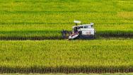 湖南永州：农民驾驶农机抢收水稻